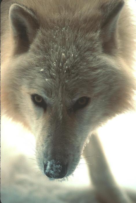 arcticwolfprowl.jpg
